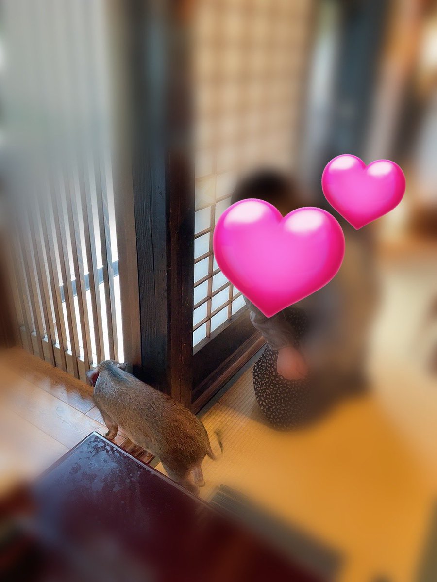 hoshoteiusagin's tweet photo. ふわくんはシッポふりふり、元気でかわいかったです💕💕🥰
#蕎麦処ふるさわ https://t.co/0NWQFPhmcg
