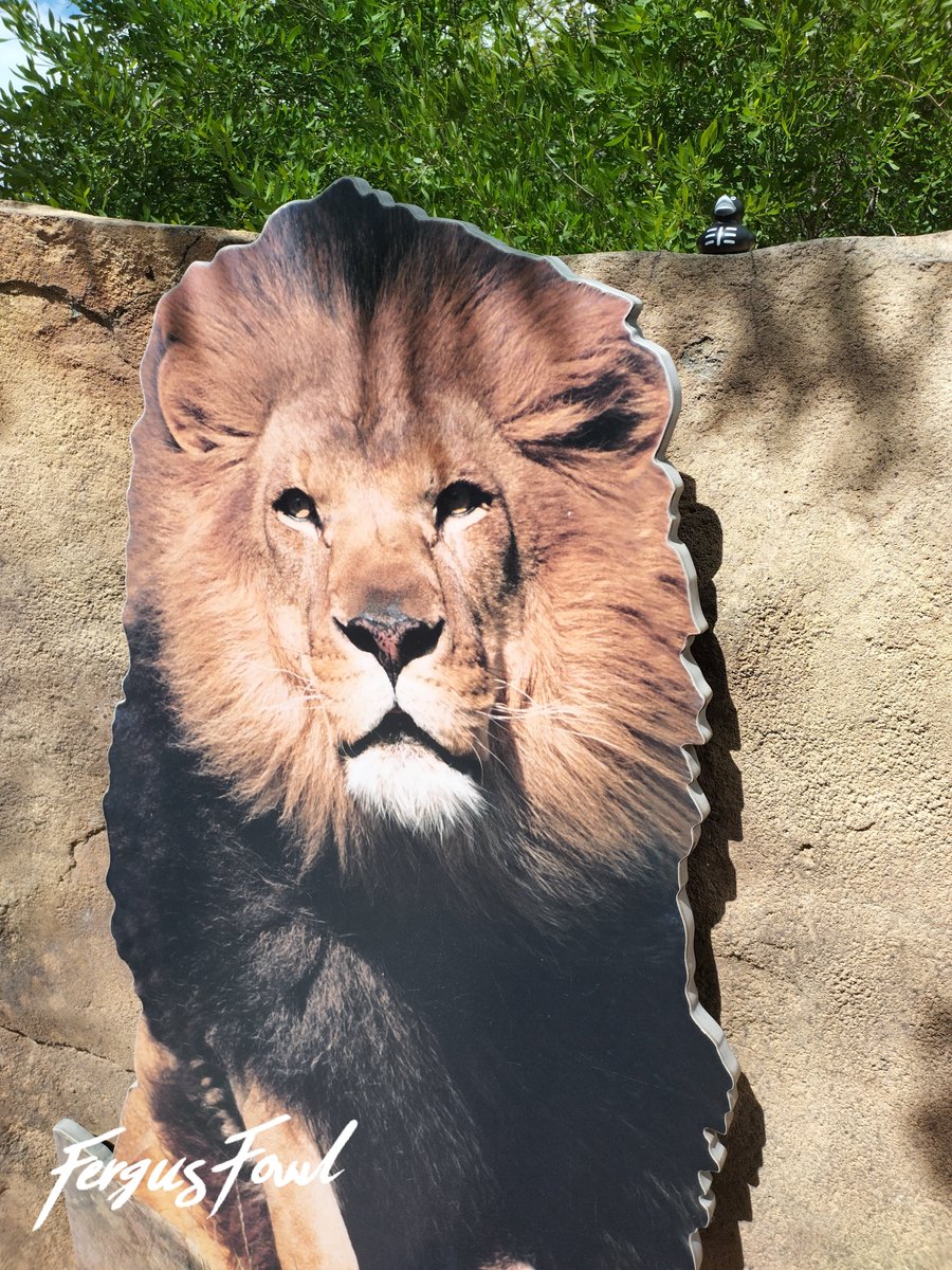 FergusFowl's tweet image. The Zoo trip was a success! Somehow, we ended up taking hundreds of pictures! So, I will share them in pieces!
Here are a few from yesterday's adventure to the @DenverZoo !
#DenverZoo #Zoo #Conservation #Fergus #FergusFowl #emotionalsupportrubberduck