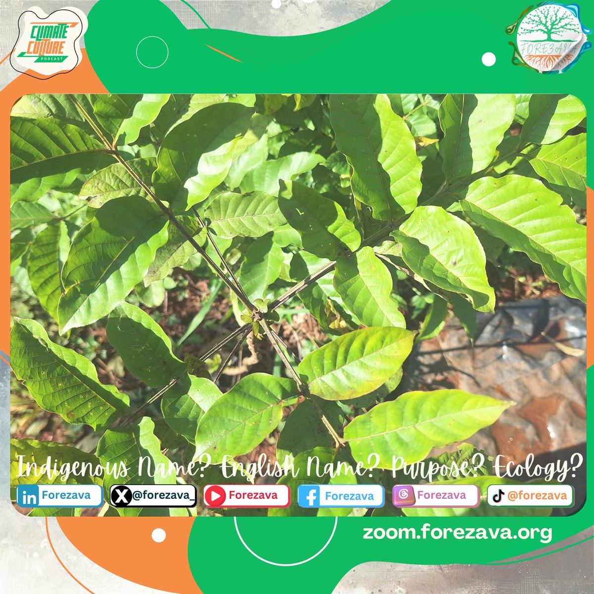 Indigenous Name?
English Name?
Scientific Name?
Traditional Purpose?

#FOREZAVA
#Seed2Tree #ClimateCulture
#Youth4Climate