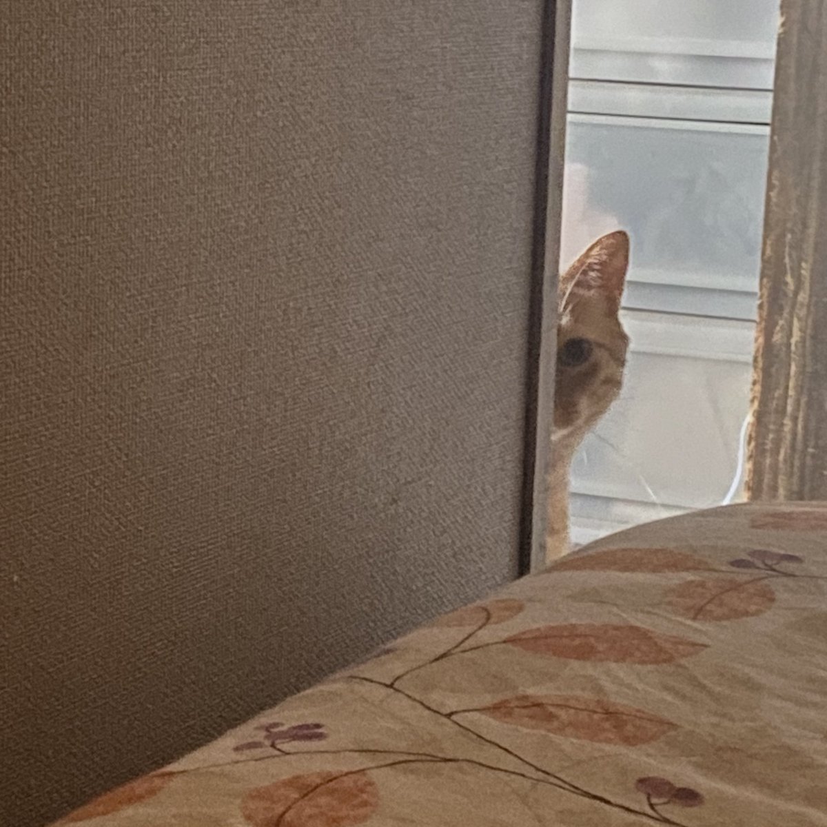 chibituna222's tweet photo. びっくりしたw https://t.co/Bq73MV2jHa
