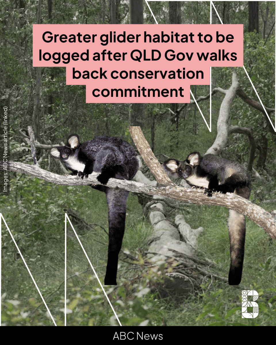 Biodiversity Council (@biodivcouncil) on Twitter photo The South-East Queensland Forest Agreement is under scrutiny, with critical greater glider habitat north of the Sunshine Coast set to be logged.
26 years ago, <a href="/QldGov/">Queensland Government</a> promised to end native forest logging south of Gladstone by 2024 and to transition to hardwood plantations to The South-East Queensland Forest Agreement is under scrutiny, with critical greater glider habitat north of the Sunshine Coast set to be logged.
26 years ago, <a href="/QldGov/">Queensland Government</a> promised to end native forest logging south of Gladstone by 2024 and to transition to hardwood plantations to
