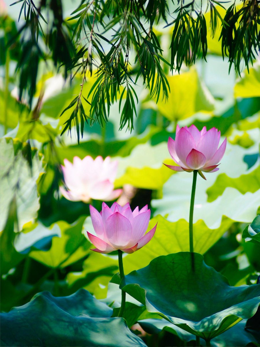 HYF98334204's tweet image. Pink lotus blooms dance in lush greenery—pure summer magic, a nature’s art that steals hearts! 🌸
#LotusBliss #NatureWonders
#Goodmorning