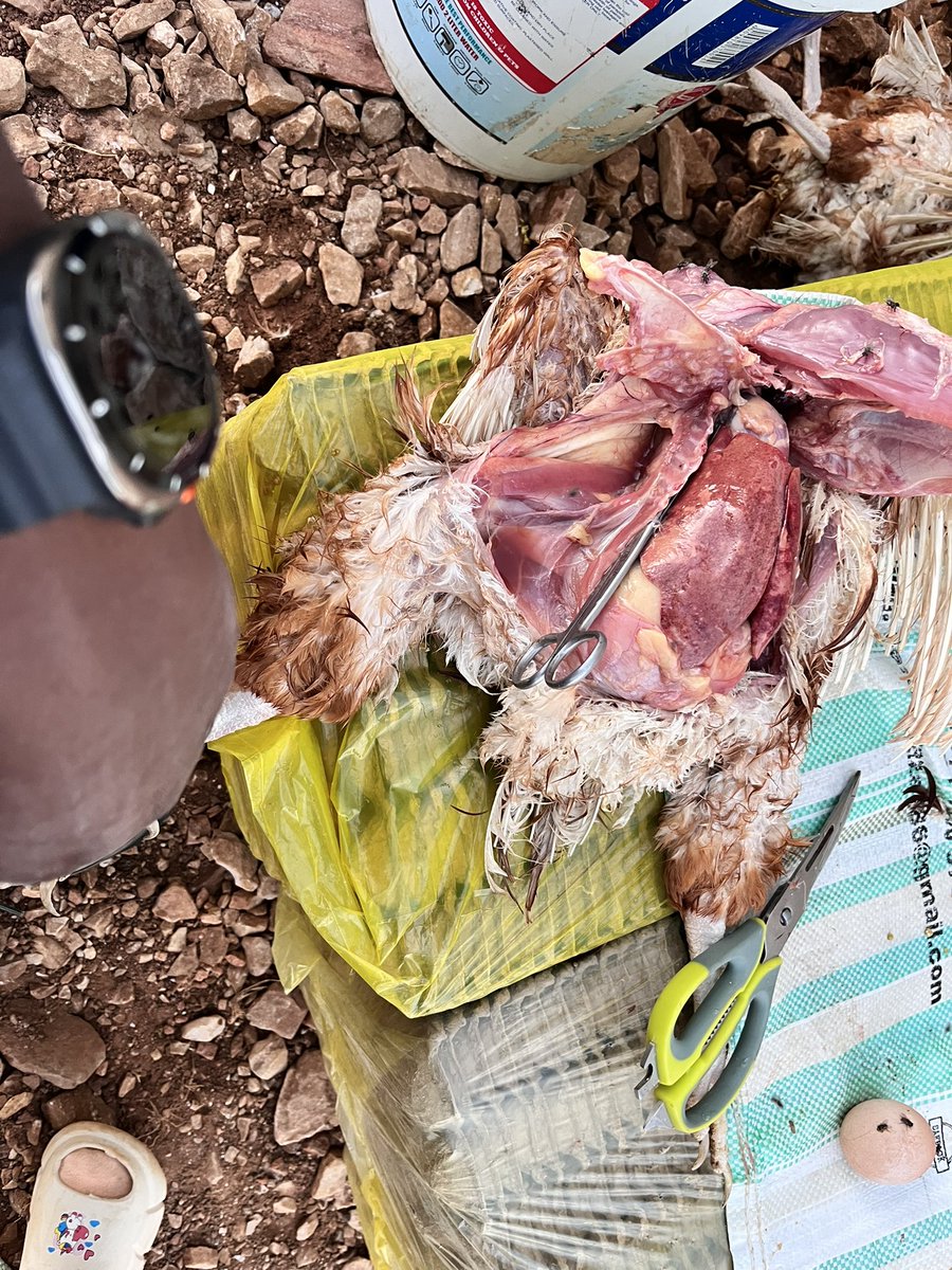 Senbenza boi. That, "Txn declined due to insufficient balance is painful.”