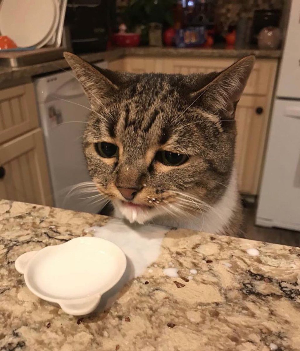 PunchingCat's tweet photo. https://t.co/q4eRZsiLmp