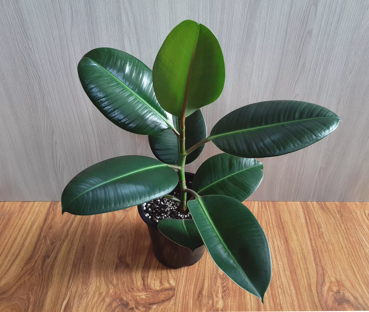 Синезелёные водоросли tweet media