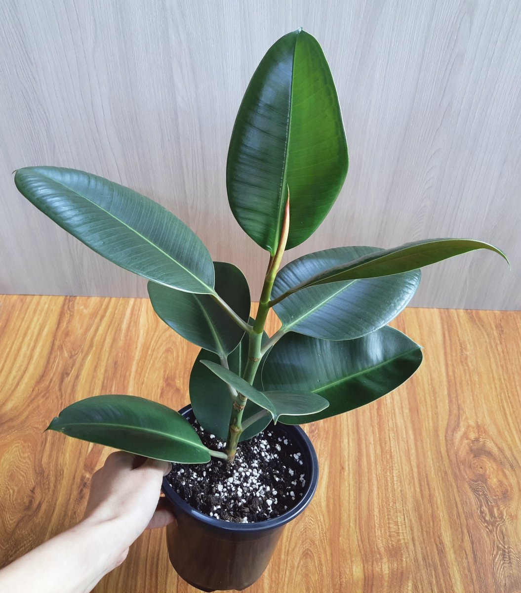 Синезелёные водоросли tweet media