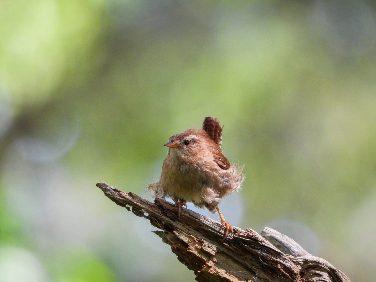 WingedBliss's tweet photo. My first visit to @MereSandsWood today with the Birds and the Belles.

What a fantastic place, teaming with new life, bustling with insects and birdsong everywhere.

It's so good for the mind and soul 😌 

@BBCSpringwatch https://t.co/vXAnzUXkqW
