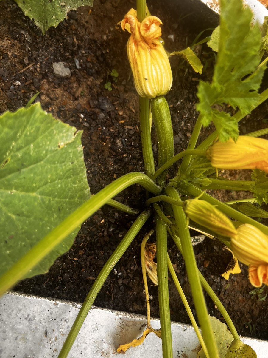 My first year growing fruits and veggies and my heart can’t contain how happy seeing these little babies grow makes me☺️☺️