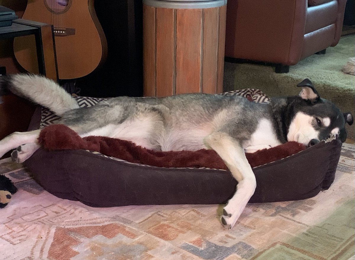 RickTulsie's tweet photo. Cool rainy day outside #Calgary.
2 years ago this cute Husky Aurora. Only a few weeks old would have been roaming the streets way up northern AB with her brother looking for food & shelter.
TODAY. This pic warms my heart, as she is now living the dream
#YycDogs #RescuePup https://t.co/iQTvl3J01H