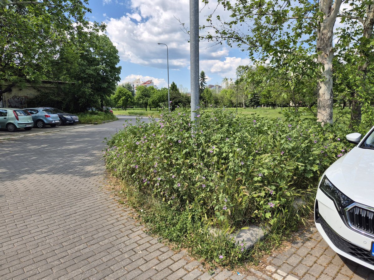 Ајвани, искосете ја тревата по маселба, не туку се китете со ружи и курљнфили.
makfax.com.mk/makedonija/sko…