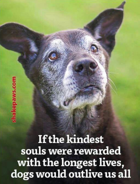_XDogs's tweet photo. https://t.co/K2UrDuC6dE