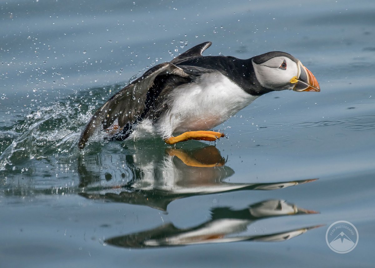 M J Peakman Photography (@bru_mog) on Twitter photo <a href="/SteelySeabirder/">David Steel</a> Given you a follow ☺️ In the meantime have a puffin for #SuperSeabirdSunday <a href="/SteelySeabirder/">David Steel</a> Given you a follow ☺️ In the meantime have a puffin for #SuperSeabirdSunday