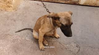 🍃 أَيُّهَا الْكَلْبِ … تَبُوُّلُكَ عَلَى النَّصِّ لَا يَعْنِي امْتِلَاكَهُ.

بقلمي