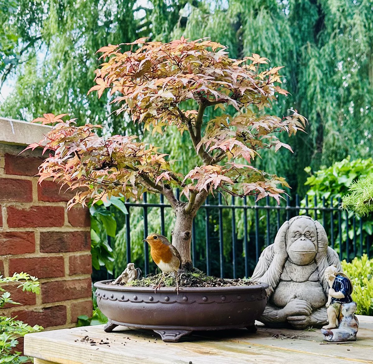 plantsbloke's tweet image. Keith the Robin on my Deshojo bonsai and my hand. #robin #bonsai