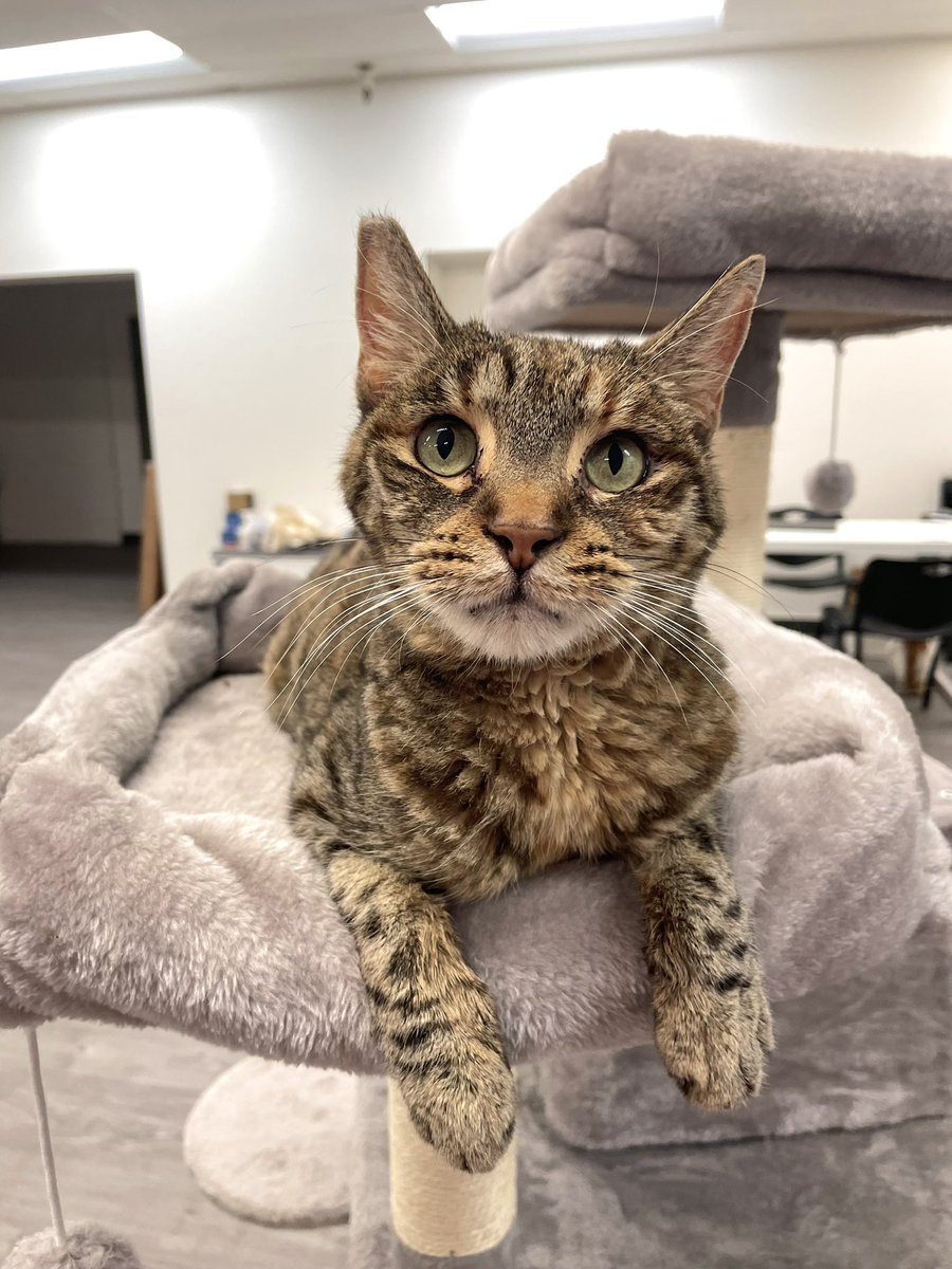 Friends of Bear Cat Rescue tweet media