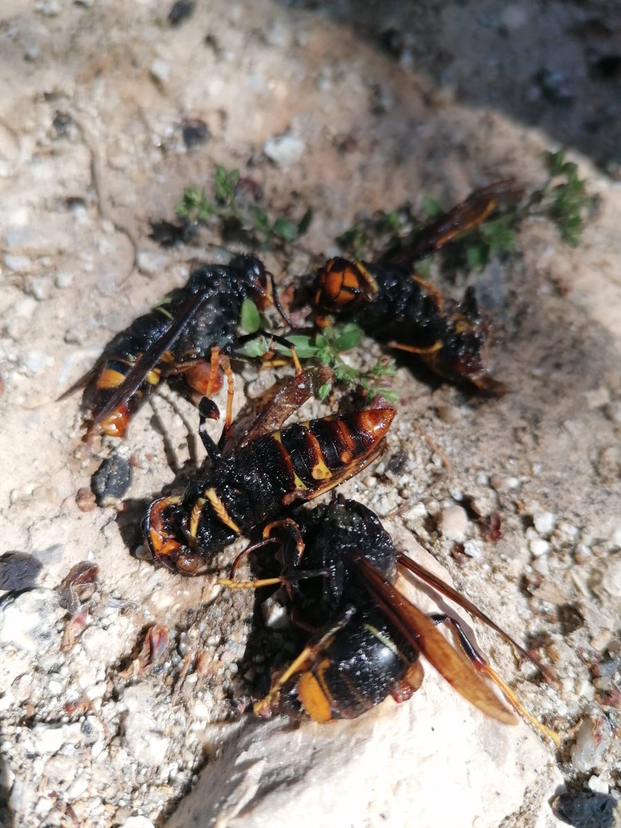 ADF Rossend Montané (@adf128) on Twitter photo 🐝221 reines de vespa velutina capturades els últims 15 dies a Olèrdola
<a href="/AjOlerdola/">Comunicació Olèrdola</a>
<a href="/federacioADF_PG/">Federació ADF_PG</a>
<a href="/sfadfcat/">SFADF</a>
#ADFcat 🐝221 reines de vespa velutina capturades els últims 15 dies a Olèrdola
<a href="/AjOlerdola/">Comunicació Olèrdola</a>
<a href="/federacioADF_PG/">Federació ADF_PG</a>
<a href="/sfadfcat/">SFADF</a>
#ADFcat