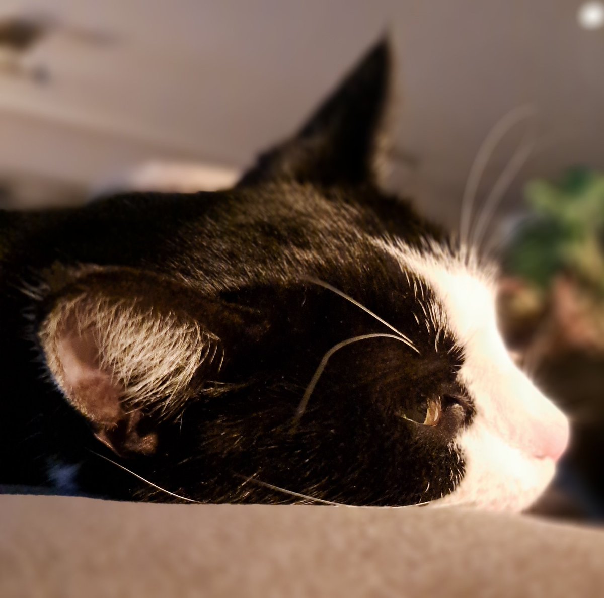 Het is saai zonder Lara....