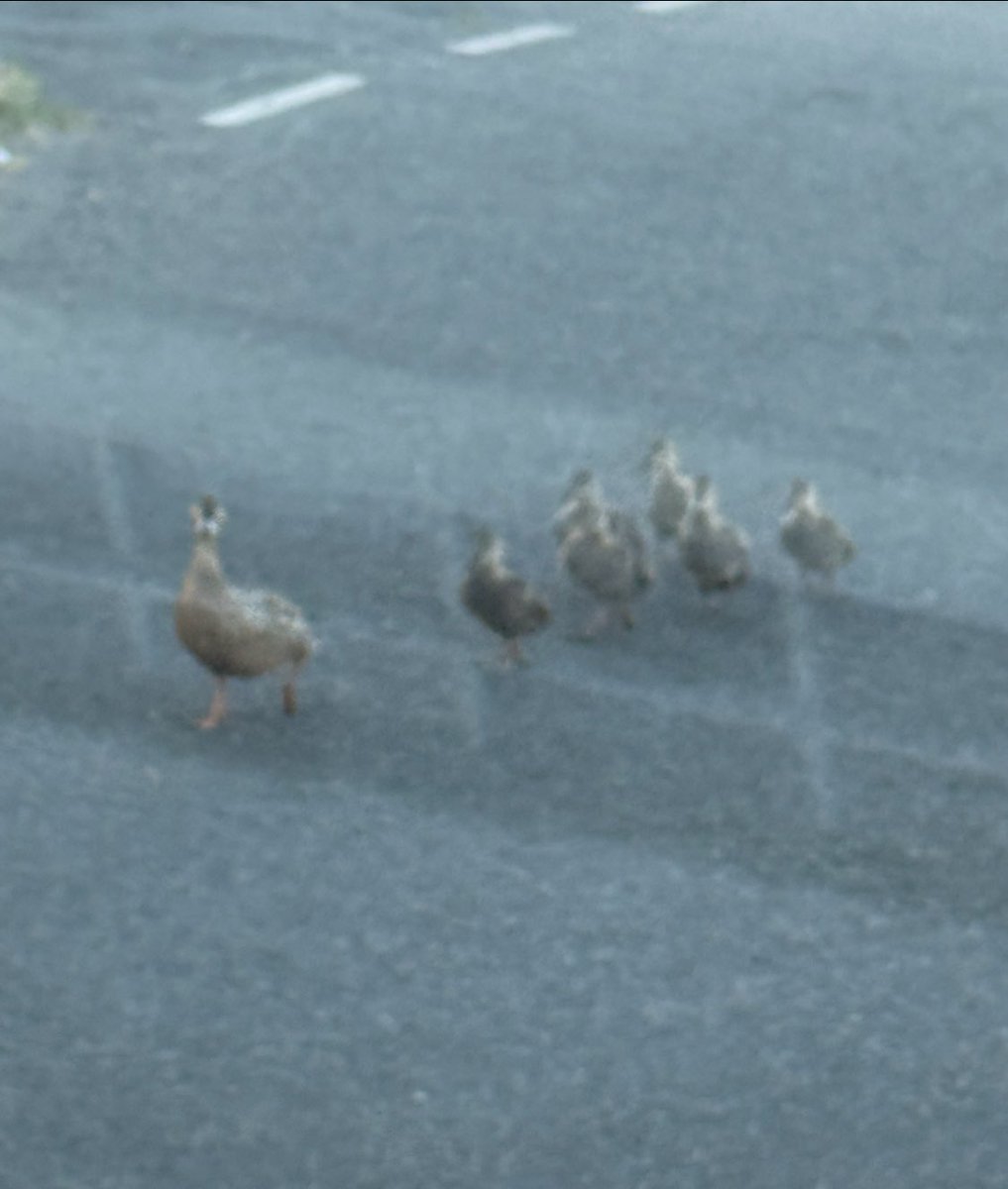 Just a mallard and her brood of ducklings walking down the road this morning at 6.30am in Darwen . Like you do