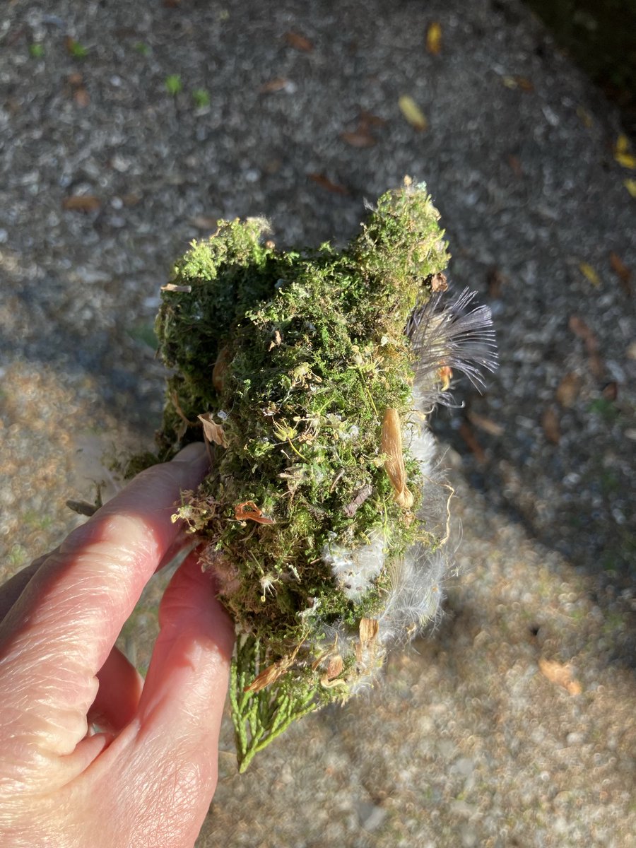 Janenewberry55's tweet image. Such a tragedy- the nest obviously nearing completion  plucked out from its crevice and cast in our drive. Look at the weave of feathers and moss and lichen. #naturalworld                            #predators