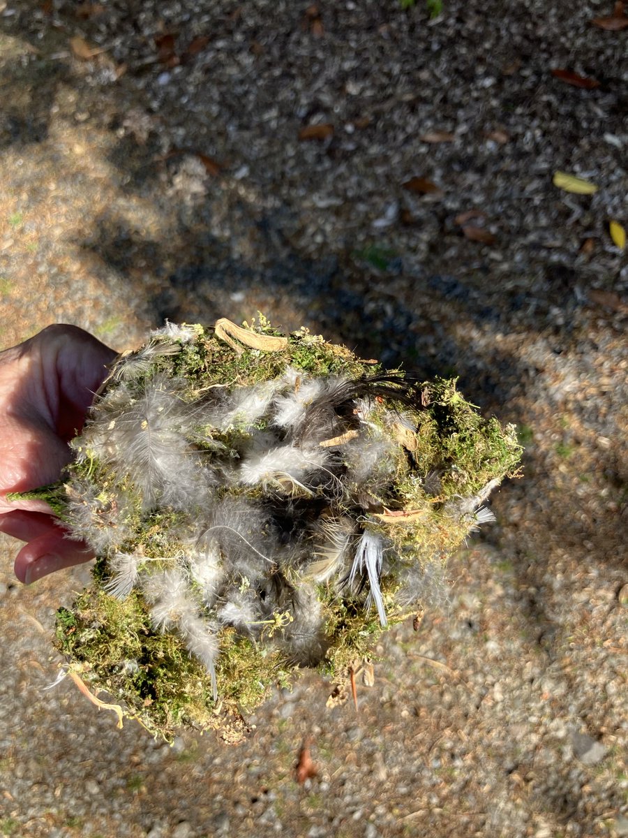 Janenewberry55's tweet image. Such a tragedy- the nest obviously nearing completion  plucked out from its crevice and cast in our drive. Look at the weave of feathers and moss and lichen. #naturalworld                            #predators