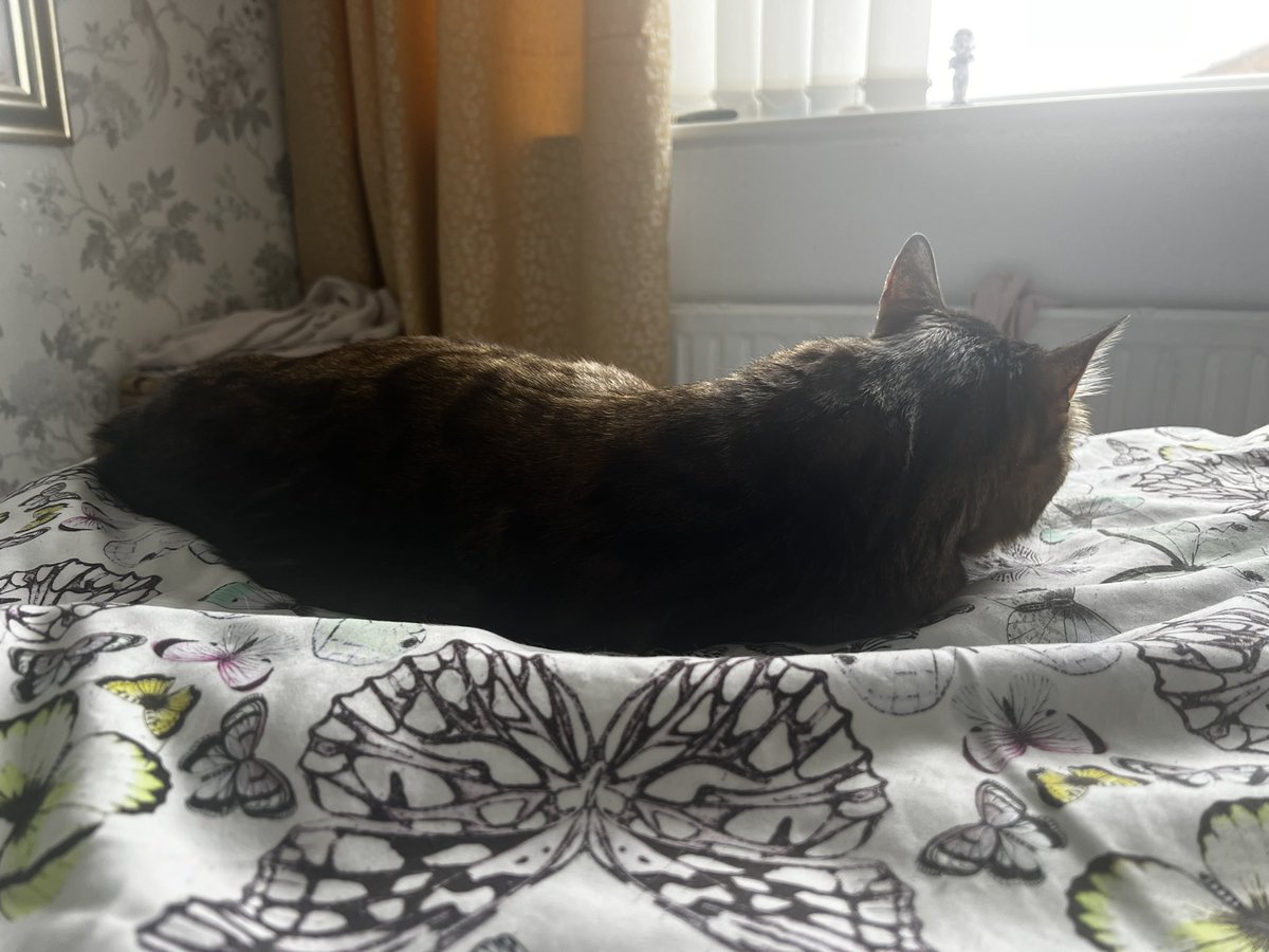 LokitheB's tweet image. I am homez now Fwenz! I iz very sleepiez and baldiez but I haz 7.5 livez leftz! Send your love, Fwenz! #CatsOnTwitter #catsoftwitter #teambengal