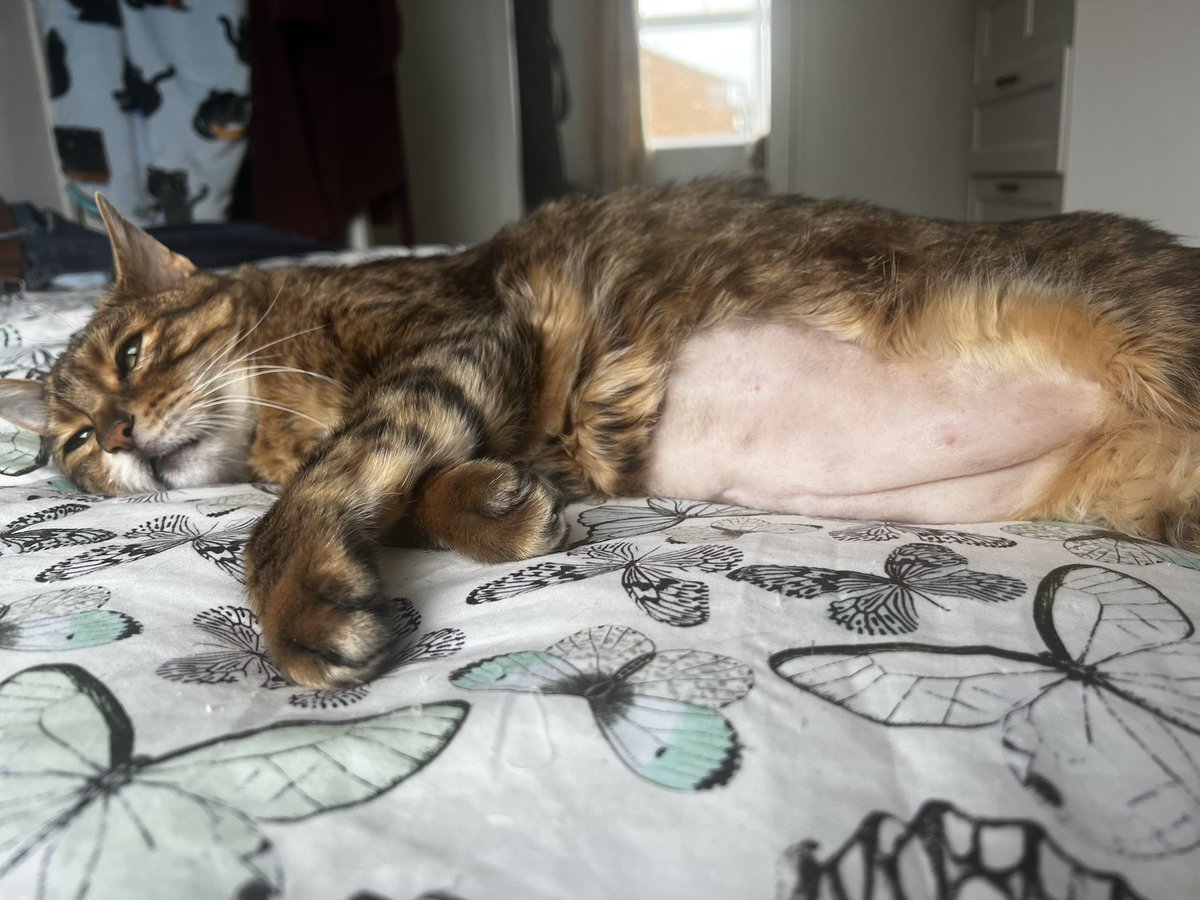 LokitheB's tweet image. I am homez now Fwenz! I iz very sleepiez and baldiez but I haz 7.5 livez leftz! Send your love, Fwenz! #CatsOnTwitter #catsoftwitter #teambengal