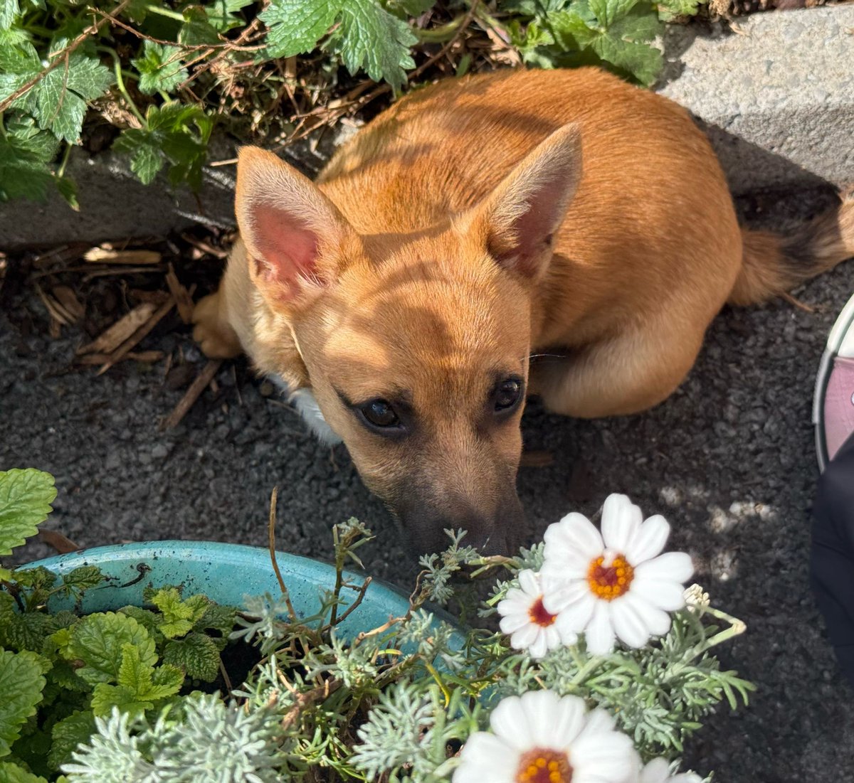 Sweet natured Bodhi needs a family who can match her zest for life, fun and adventures.

She is currently in fostered with other dogs and cats and Bodhi is always looking for her next adventure. 
A shrinking violet she is not😂

gspca.ie/pages/pet/bodhi

#GalwaySPCA