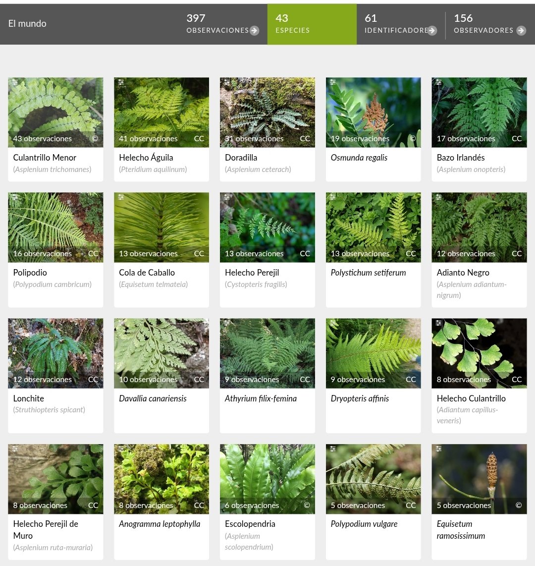 Biomaratón de Flora Española (@biomaraton) on Twitter photo En el #VBiomaratón tampoco nos olvidamos de nuestros amigos los helechos. ¡De momento llevamos casi 400 observaciones de 43 especies! Destacan dos de nuestras especies más extendidas: Asplenium trichomanes y Pteridium aquilinum. <a href="/Gtp_Sebot/">Grupo de trabajo de Pteridología (SEBOT)</a> En el #VBiomaratón tampoco nos olvidamos de nuestros amigos los helechos. ¡De momento llevamos casi 400 observaciones de 43 especies! Destacan dos de nuestras especies más extendidas: Asplenium trichomanes y Pteridium aquilinum. <a href="/Gtp_Sebot/">Grupo de trabajo de Pteridología (SEBOT)</a>