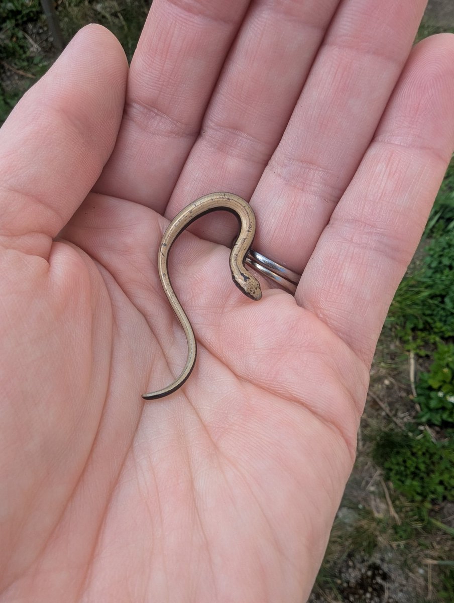 #nomowmay 
The slow worms are doing well in our garden!