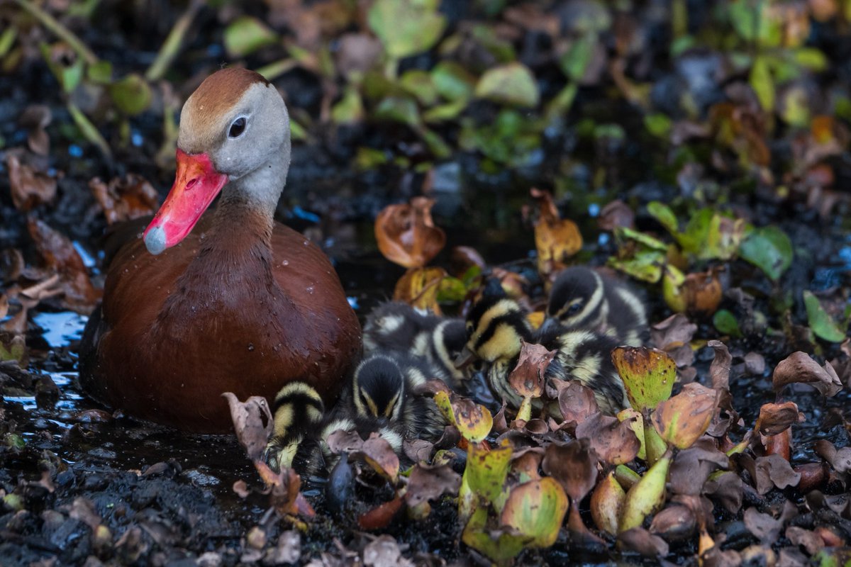 Ralph Telford 🇺🇸🇺🇸 tweet media