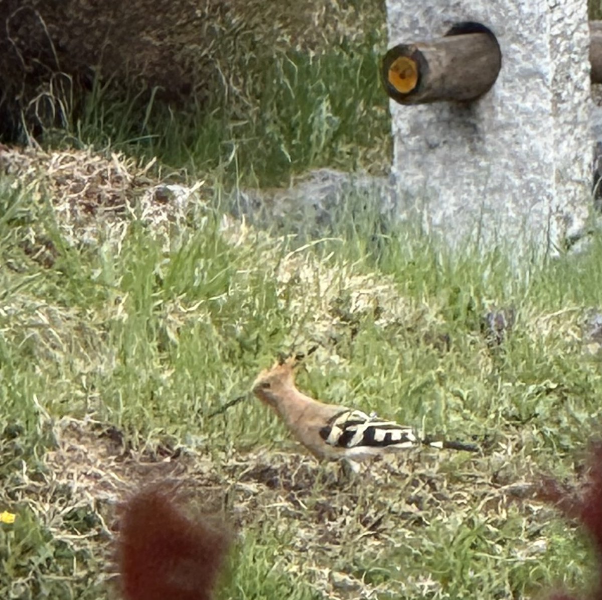 bpershing tweet media