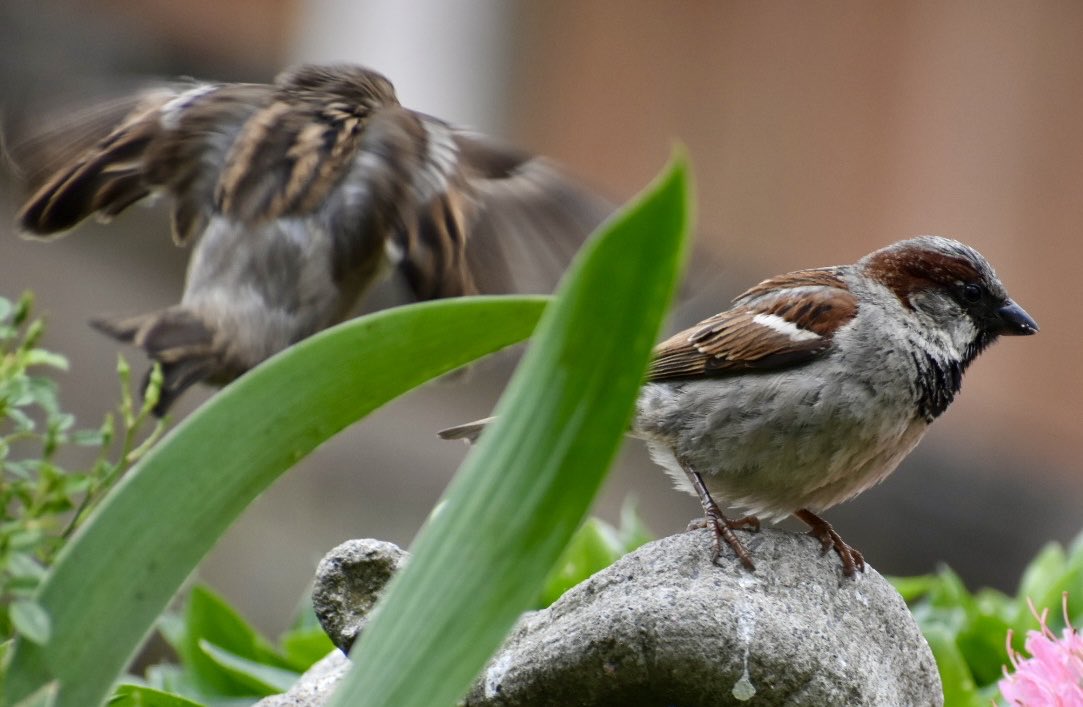 SaveOurSparrows's tweet photo. Busy #Sparrows this evening. They always pop in when it’s cooler.
#SaveOurSparrows 🙏 https://t.co/eGPc7msmiW