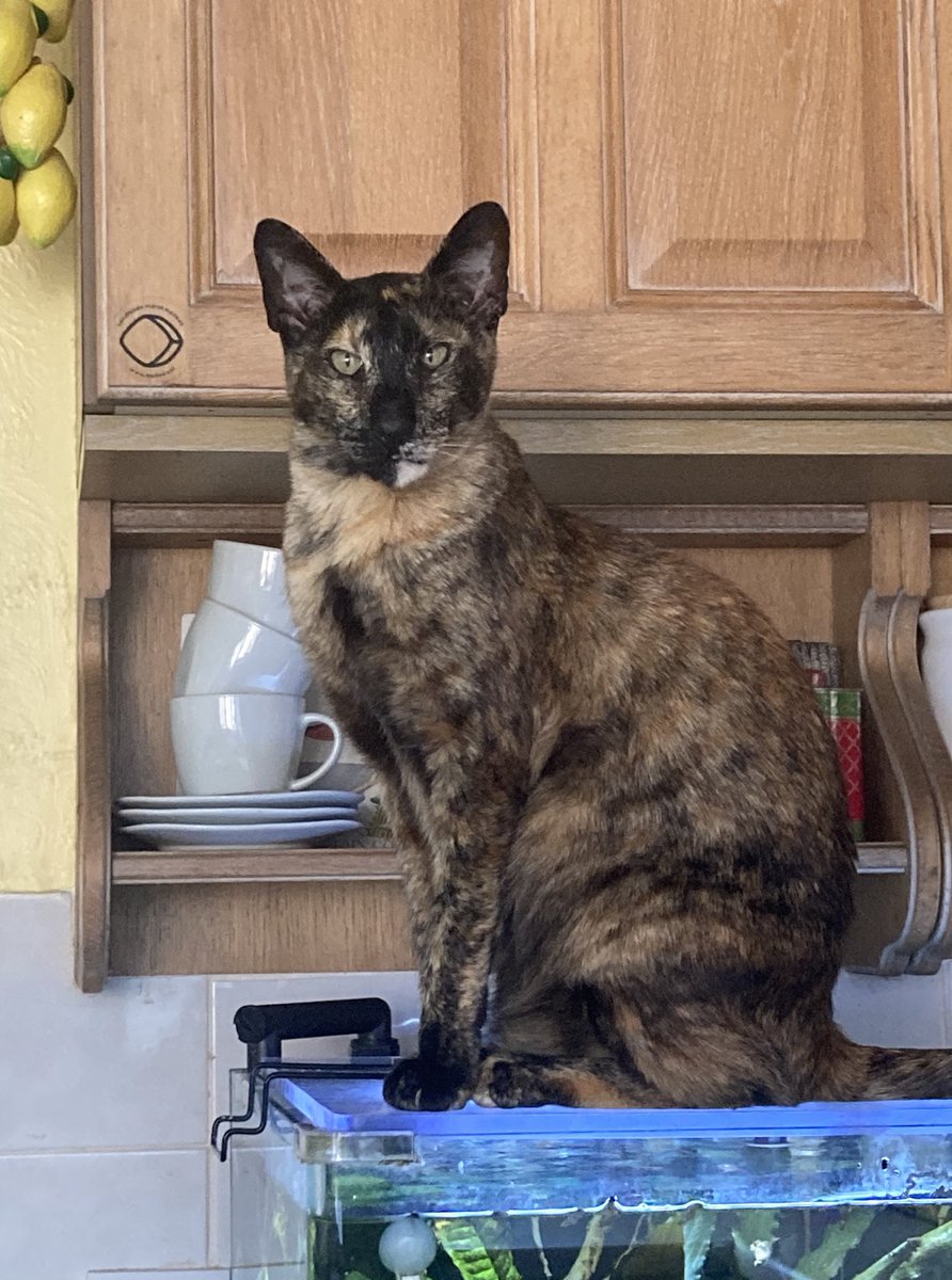 Dilly, my beautiful girl 🥰.
