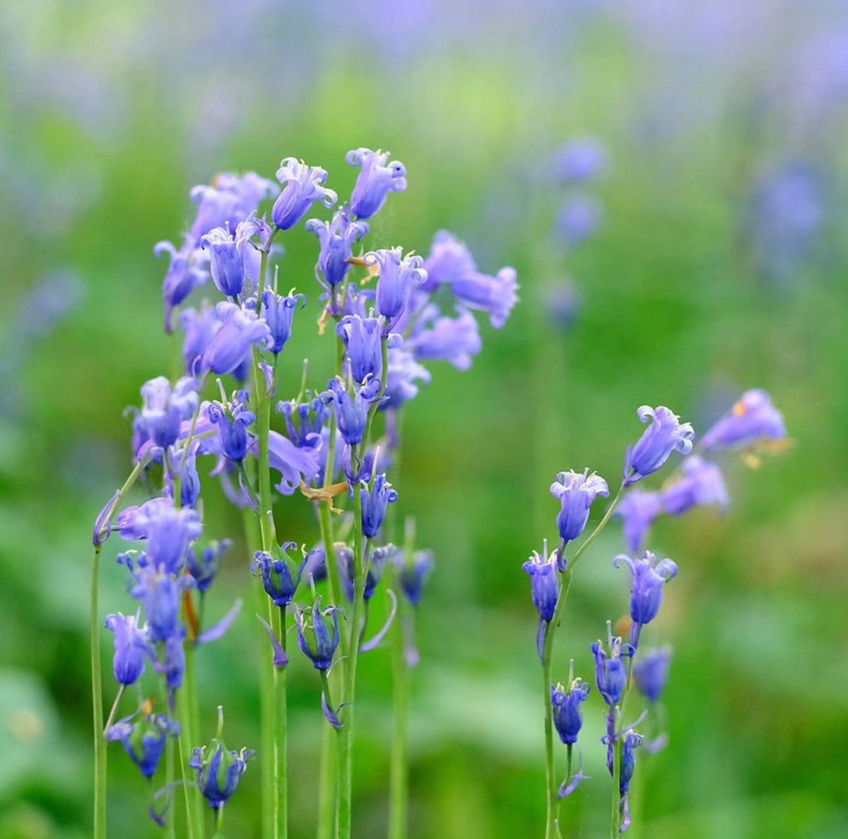 Seeing bluebells carpeting a woodland floor or dotted along a grassy verge is a sure sign we are in Spring! 💙 

📍 Loughgall Country Park
📷 Credit to @brianmasonphotography for this beautiful shot

Tag us in your captures using #VisitArmagh
