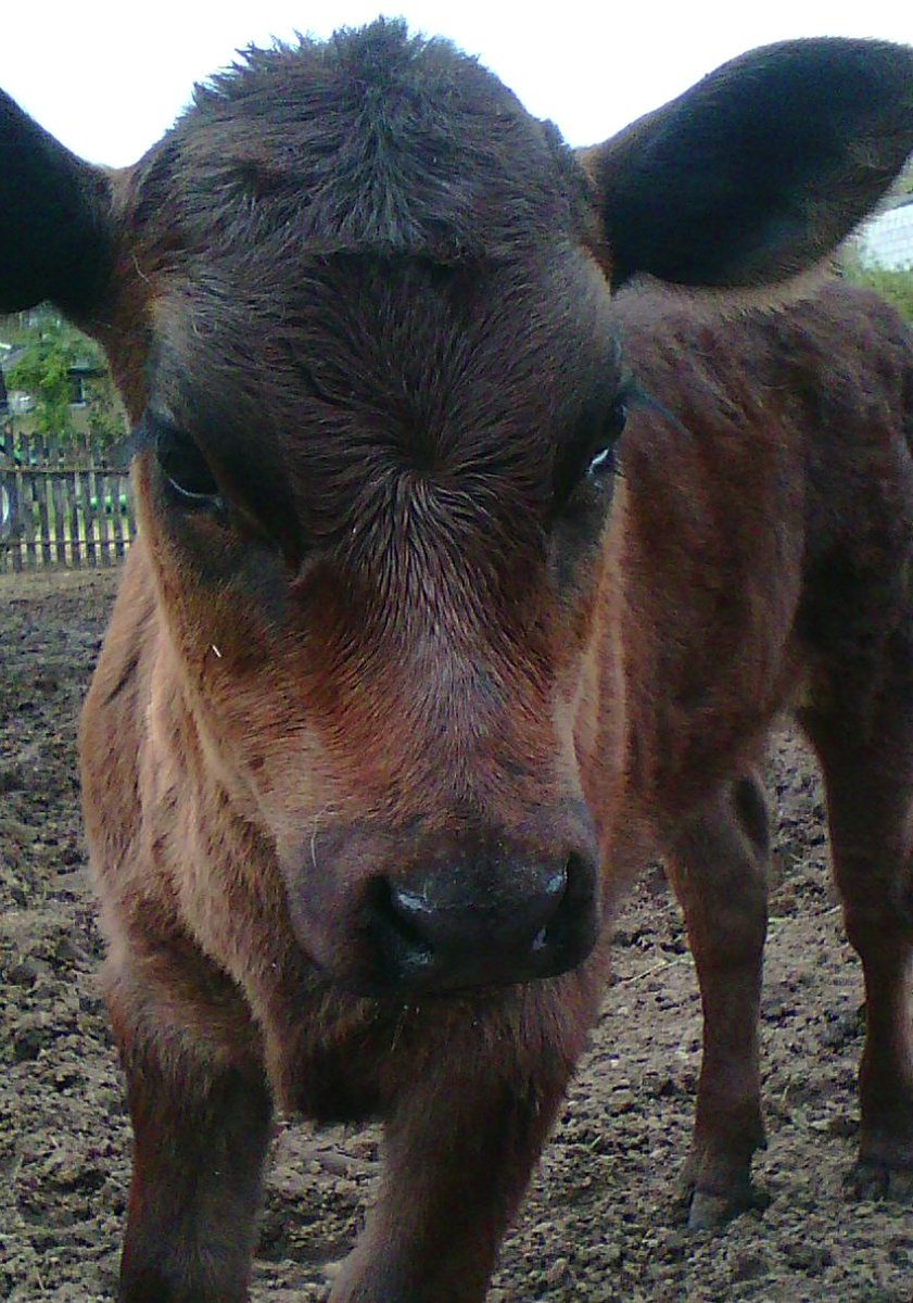 Agnieszka Wadolowska (@atrojka3) on Twitter photo 