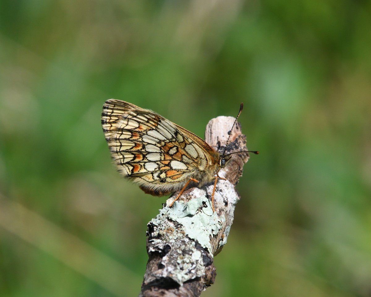 Steph Murphy tweet media