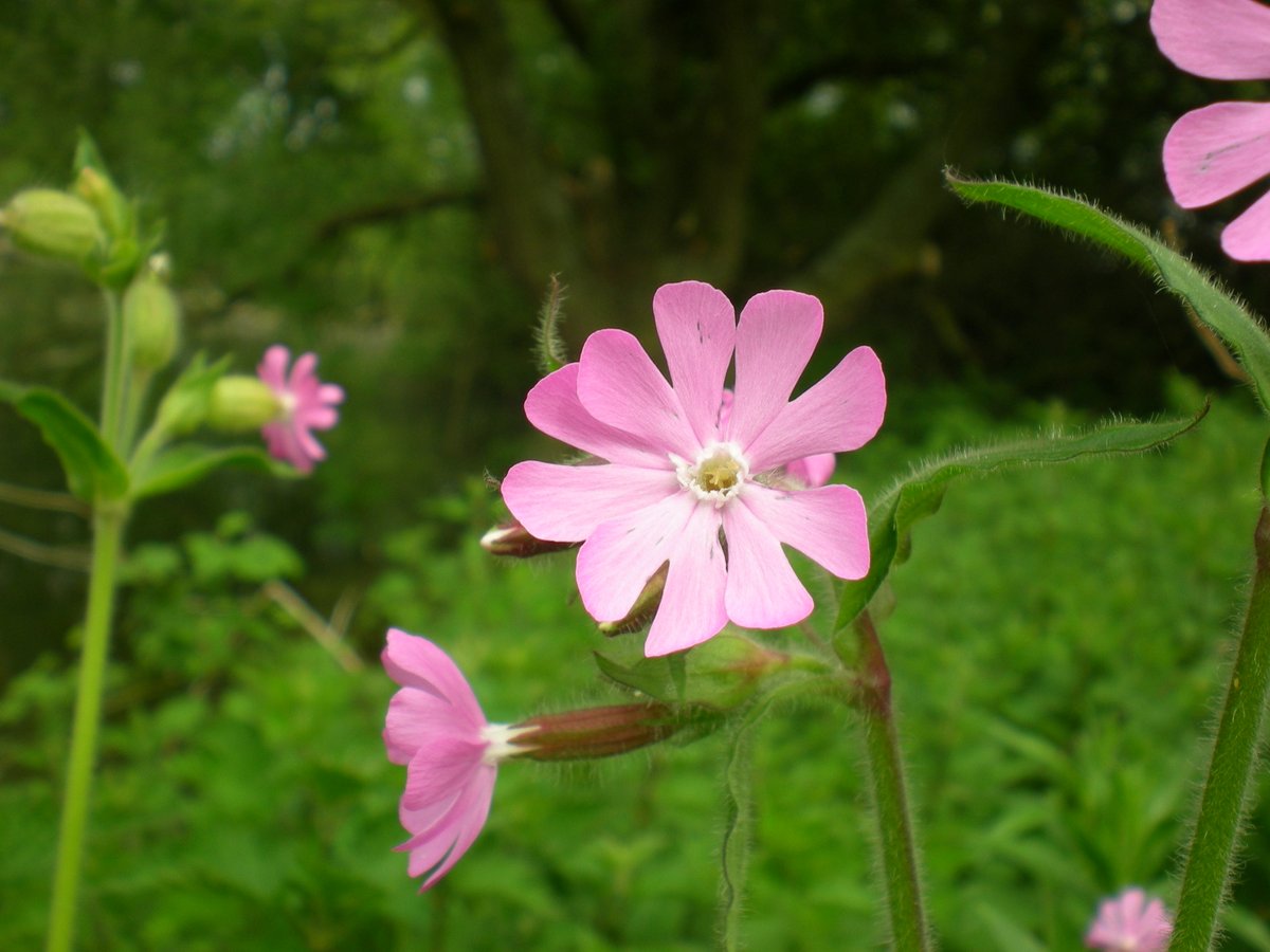 What’s your favourite pink flower?🌸

Red Campion’s got to be up there…right? We’re loving these pretty pink blooms for #WildFlowerHour🌱

Commonly in hedgerows, but #DYK they’re also known as Bachelors' buttons. Find out why👇
loom.ly/cdblKUY

📷Beth Newman
#PinkFamily