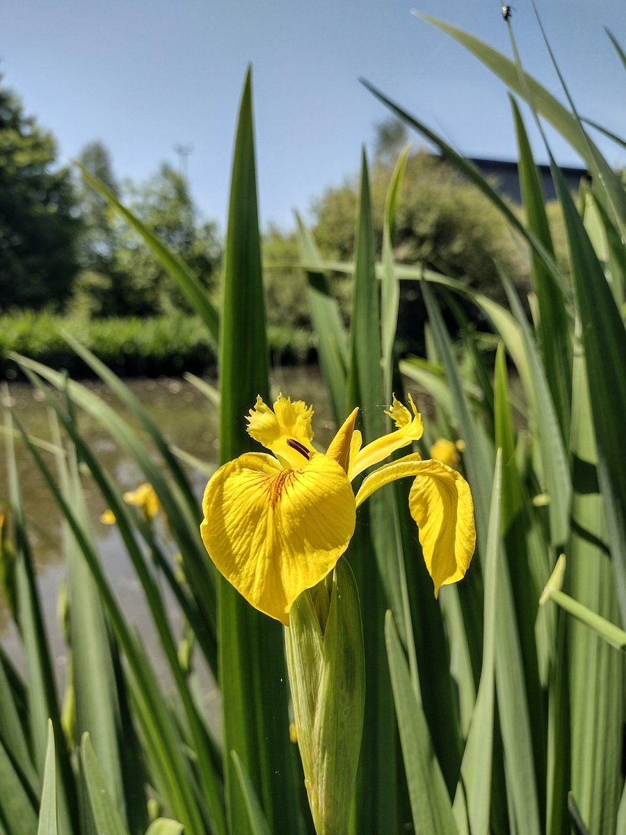 The flag iris fringing the pool on Battlefield business park in Shrewsbury was just coming into flower when I visited last Tuesday: 

#WildflowerHour #Shropshire 🔰