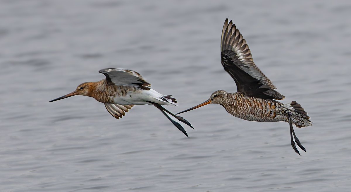 Black-tailed godwit and Hudsonian godwit at Titchfield Haven today.