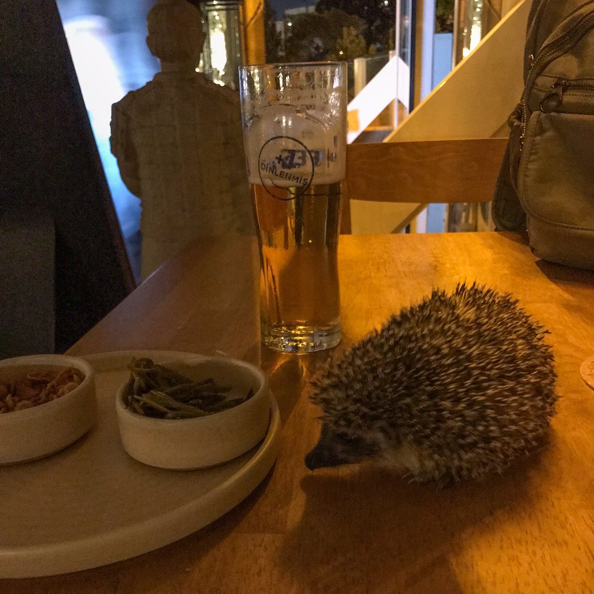 Kirpi geldi biraz oturduk bara götürdüm birlikte içiyoruz şimdii