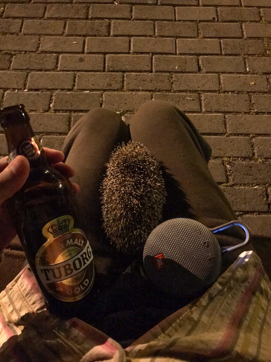 myfaroe's tweet photo. Kirpi geldi biraz oturduk bara götürdüm birlikte i��iyoruz şimdii https://t.co/DcNa4k3aic
