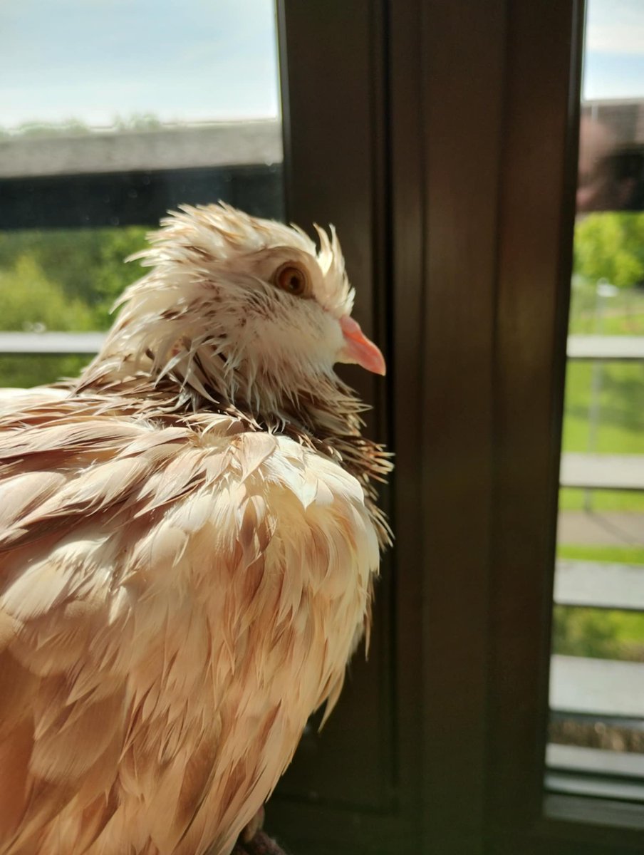 PhilippaPigeon's tweet photo. I took a bath to cool down in this unseasonably hot weather we're having in Scotland.  
Someone compared me to a Hoatzin - a very cool bird from South America 😍
I think my spikey feathers bring out my dinosaur ancestry 🥰 https://t.co/YPFYWHueAQ