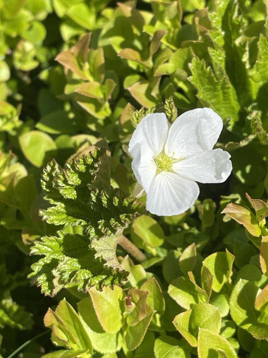 Cloudberry on the Simonside Hills - Northumberland
#wildflowerhour
