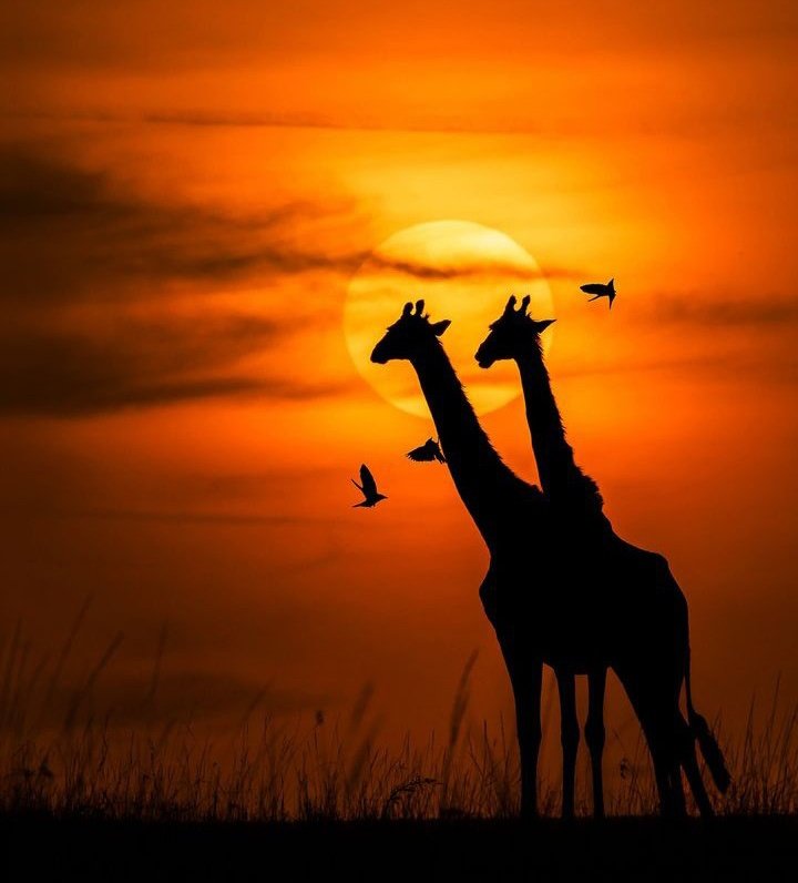 ItsMungayi's tweet photo. Which country takes it home ? 
Retweet 🔃 for Kenya
Like ❤️ for Tanzania https://t.co/JjjQGkff6C