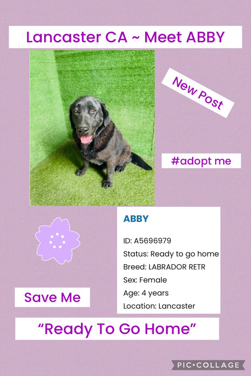 SarahjaneGille1's tweet photo. @AnimaLancaster Meet Abby a “new post” #A5696979 Abby I couldn’t find a post so let’s help get this girl going to get #Adopted by #reposting #reshare she needs lots of #views #interest #attention #increase reach #increase audience #dlrraz #desertlabradorretrieverrescue #repost ‼️ https://t.co/tsCIPb60eh