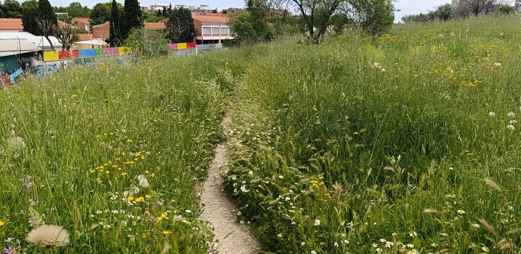 marco_aesp's tweet photo. Mayo de 2025 y siguen sin arrancar las obras del "Tramo Borde Forestal #Orcasitas/#Orcasur Fase II".
Las intensas lluvias de los últimos meses han hecho que la naturaleza brote con fuerza. Los cerdos y sus vertidos como siempre, esos brotan durante todo el año https://t.co/PjOmc72SLk