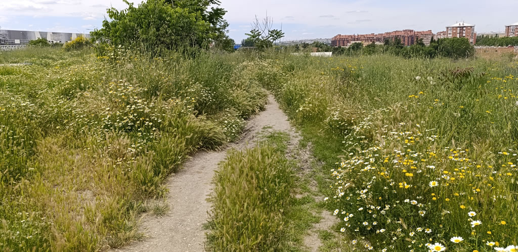 marco_aesp's tweet photo. Mayo de 2025 y siguen sin arrancar las obras del "Tramo Borde Forestal #Orcasitas/#Orcasur Fase II".
Las intensas lluvias de los últimos meses han hecho que la naturaleza brote con fuerza. Los cerdos y sus vertidos como siempre, esos brotan durante todo el año https://t.co/PjOmc72SLk