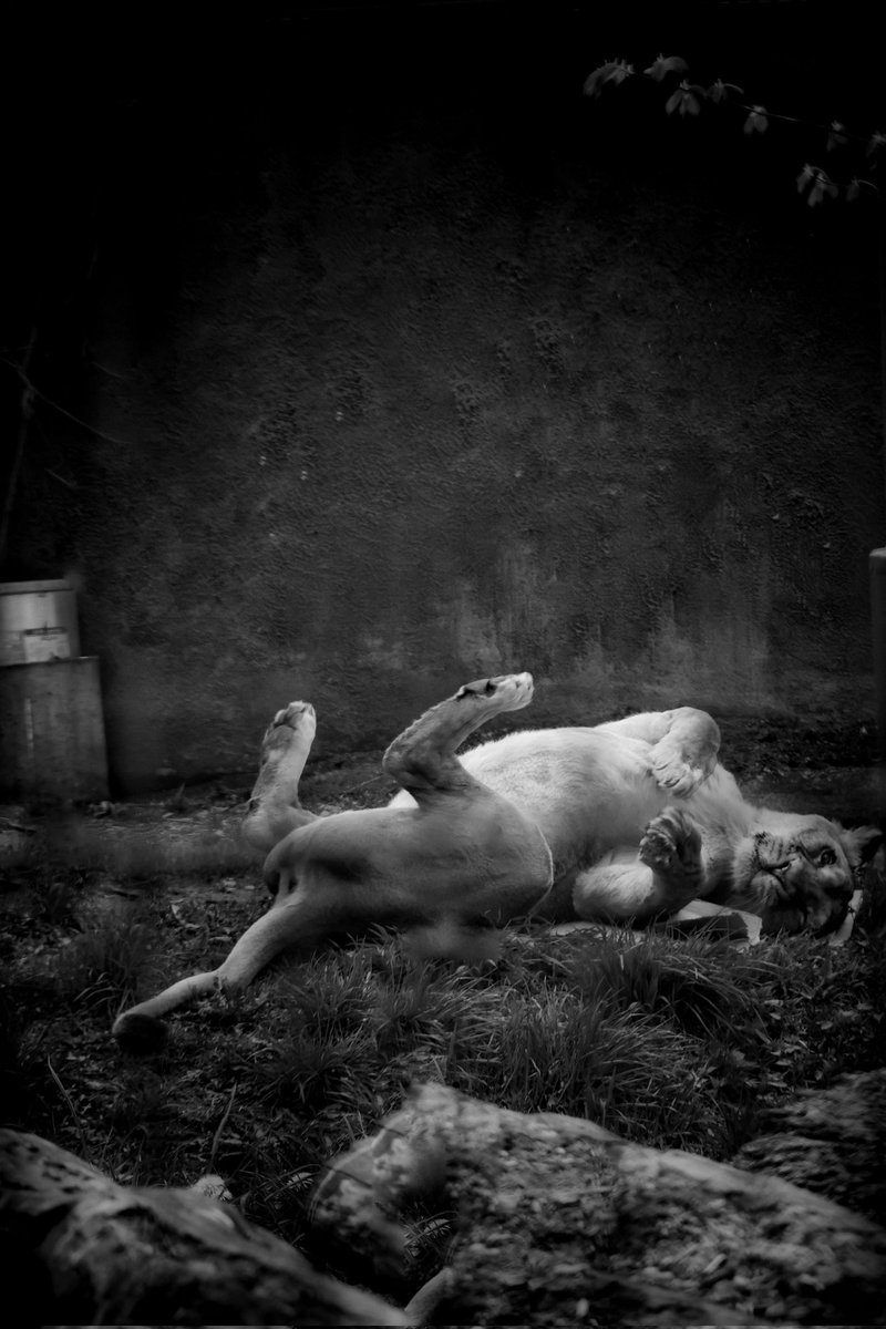 Roar! 

#zoo #lion #sunnyday #lioness  #photography #photofrommyheart #korkeasaari #korkeasaarizoo #JustChilling #canon #canonr3 #withcanonyoucan #majestic #photoop #May18 #may