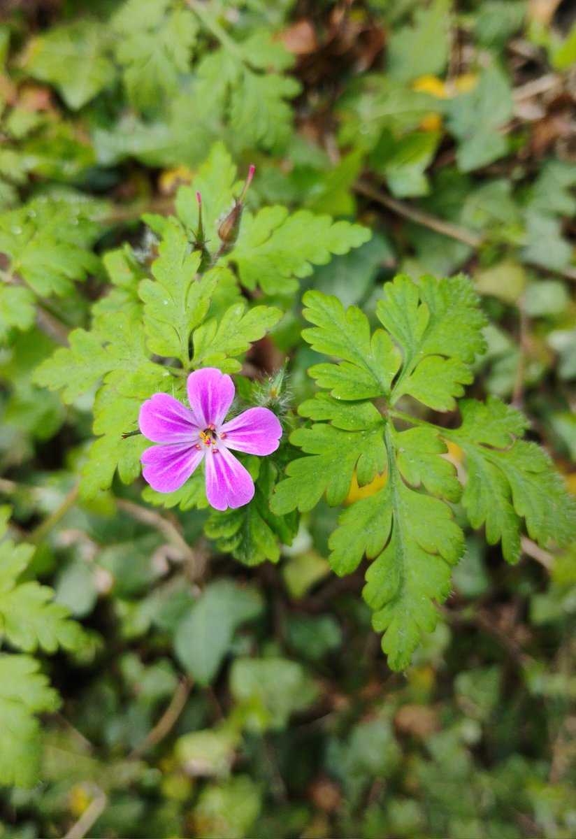 jamessims5's tweet photo. Hawthorn flower, herb robert and a dandelion clinging to a riverside wall #wildflowerhour https://t.co/qPwHdvrBej