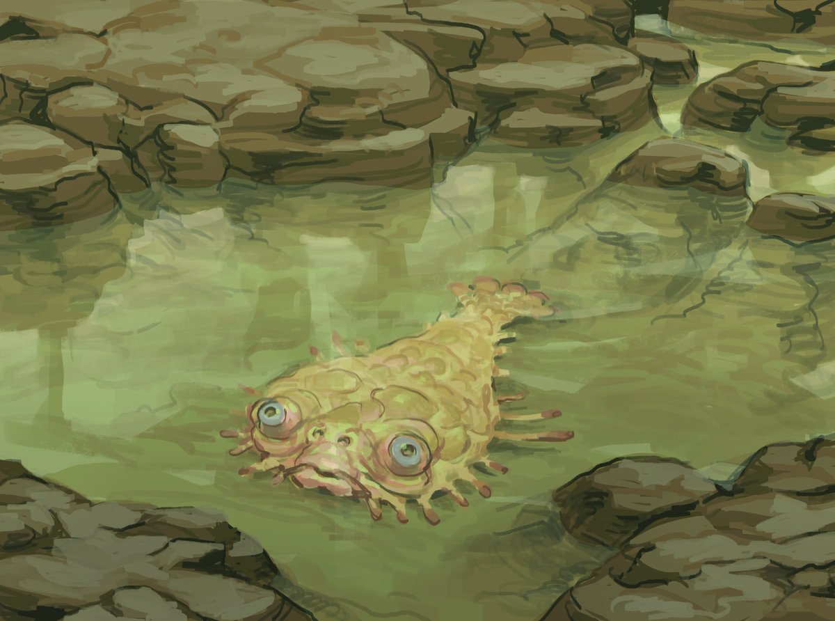 Froggers (@froginatorart) on Twitter photo tidepool discovery tidepool discovery